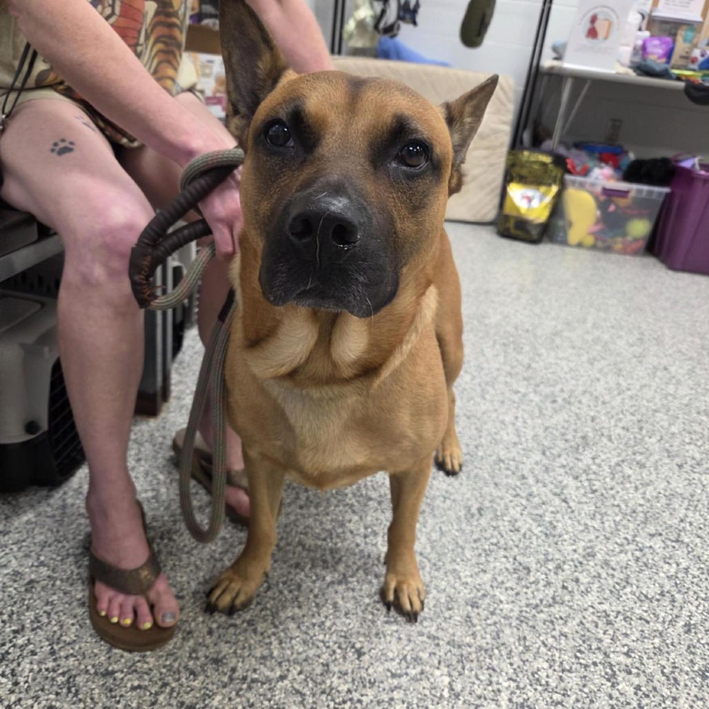 Shelter Stray Male Dog last seen , 244 Georgetown Rd, Jacksonville, NC 28540, USA