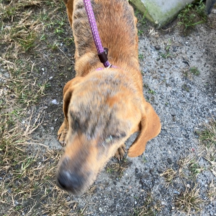 Shelter Stray Female Dog last seen , 2060 NE Rocky Ford Rd, Pinetta, FL 32350, USA