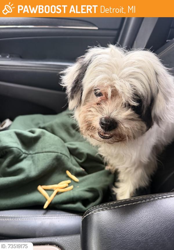 Found/Stray Male Dog last seen Clark and vernor, Detroit, MI 48209