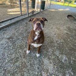 Shelter Stray Female Dog last seen , 328 Furman Hall Rd, Greenville, SC 29609, USA