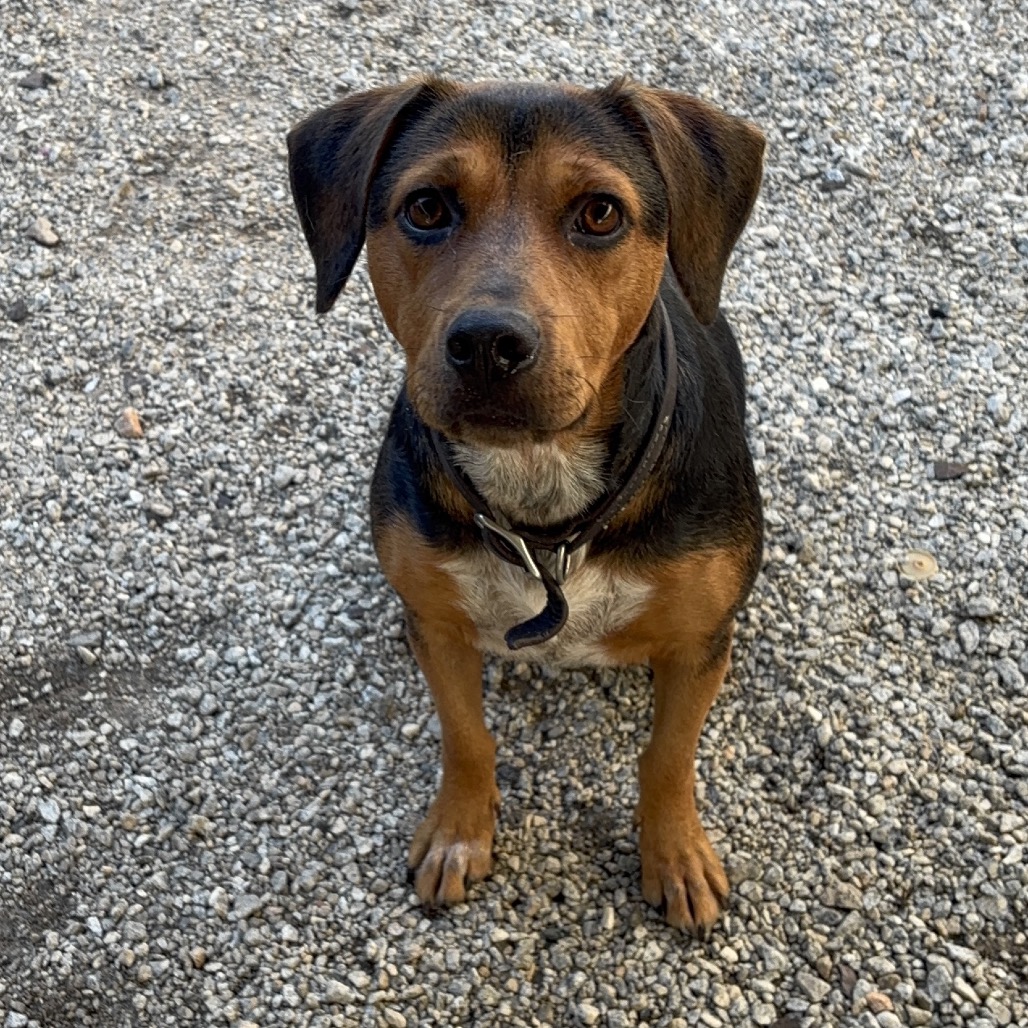 Shelter Stray Female Dog last seen , 328 Furman Hall Rd, Greenville, SC 29609, USA