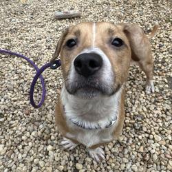 Shelter Stray Female Dog last seen , Animal Care & Control Team of Philly, 111 W Hunting Park Ave, Philadelphia, PA 19140, USA