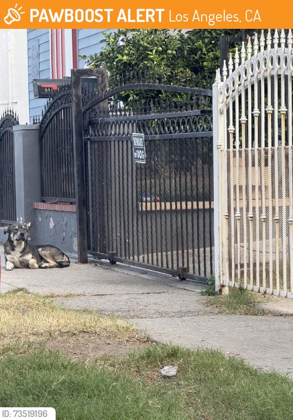 Found/Stray Male Dog last seen Sam pedro, Los Angeles, CA 90003