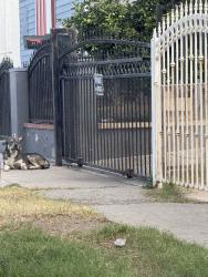 Found/Stray Male Dog last seen Sam pedro, Los Angeles, CA 90003