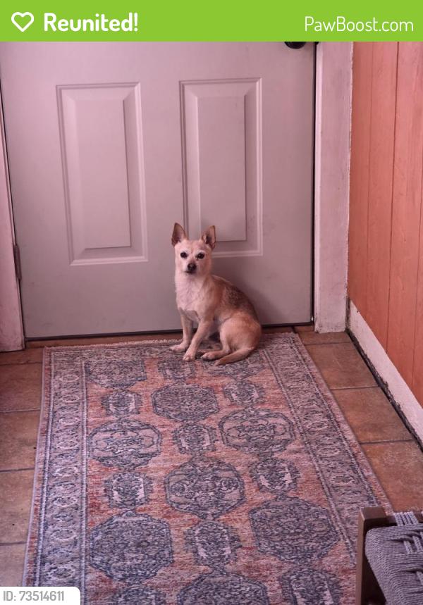 Reunited Male Dog last seen Peak View St, Flagstaff, AZ 86001, USA, Flagstaff, AZ 86001