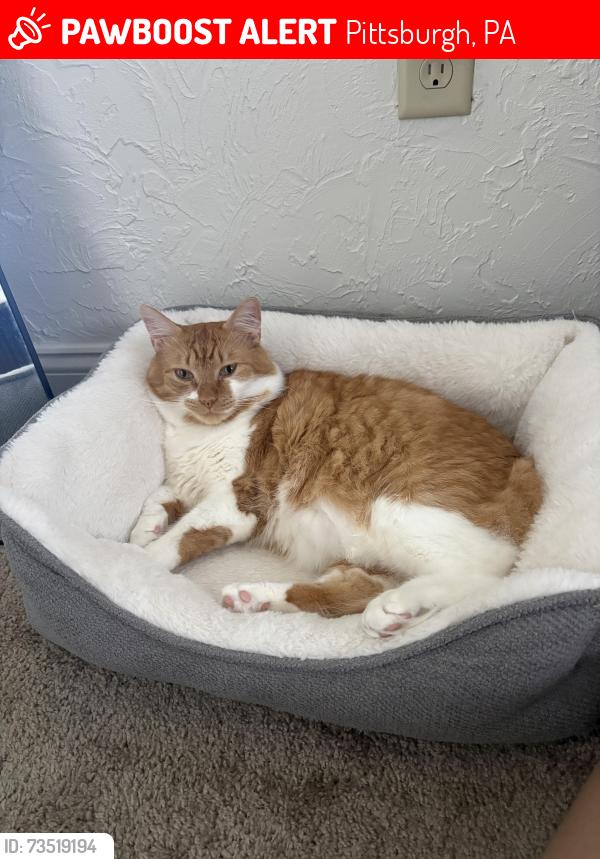 Lost Male Cat last seen Fifth ave- Walnut st, Pittsburgh, PA 15232
