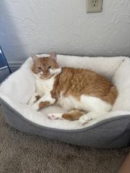 Lost Male Cat last seen Fifth ave- Walnut st, Pittsburgh, PA 15232