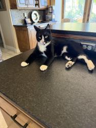 Reunited Unknown Cat last seen Castello Pl Terra Nativa Subdivision 83712, Boise, ID 83702