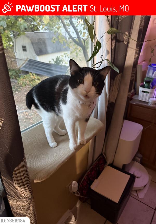 Lost Male Cat last seen Gravois & Briarstone Dr, St. Louis, MO 63126