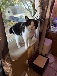 Lost Male Cat last seen Gravois & Briarstone Dr, St. Louis, MO 63126