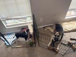 Reunited Female Dog last seen Veterans memorial, Mableton, GA 30126