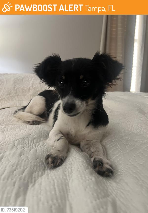 Found/Stray Female Dog last seen E sligh ave, Tampa, FL 33610
