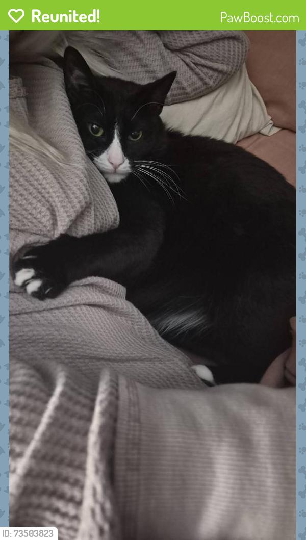 Reunited Male Cat last seen Lofty Mountain Ct/Clear Lake City Blvd, Houston, TX 77062