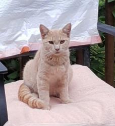 Found/Stray Male Cat last seen Yadkinville and Olivet Church Rd, Winston-Salem, NC 27040