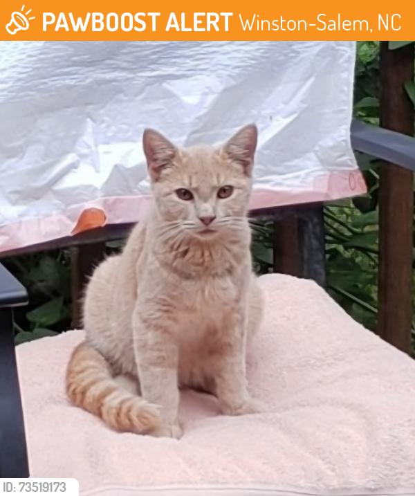 Found/Stray Male Cat last seen Yadkinville and Olivet Church Rd, Winston-Salem, NC 27040