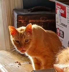 Lost Male Cat last seen 26th Street & Central ave Cheyenne Wy 82001, Cheyenne, WY 82001