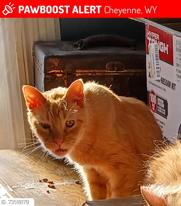 Lost Male Cat last seen 26th Street & Central ave Cheyenne Wy 82001, Cheyenne, WY 82001