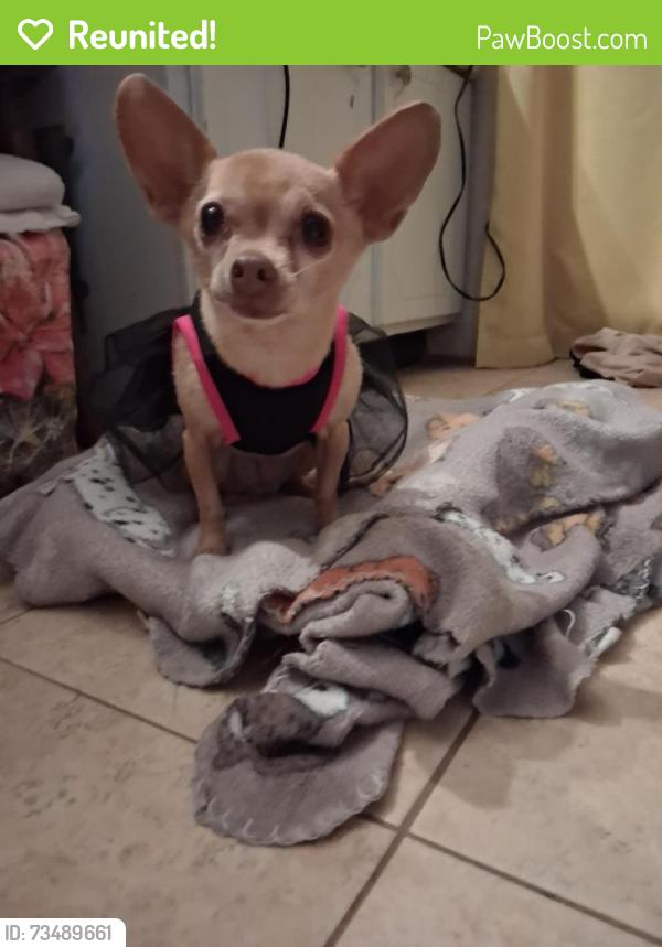Reunited Female Dog last seen County Rd 3847, County Rd 3815 & 3816, Wills Point, TX 75169