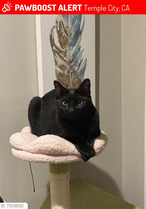 Lost Female Cat last seen Carmellia and Woodruff Ave or Carmellia and Garibaldi Ave, Temple City, CA 91780