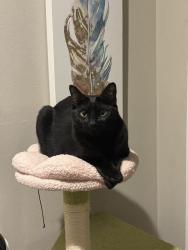 Lost Female Cat last seen Carmellia and Woodruff Ave or Carmellia and Garibaldi Ave, Temple City, CA 91780