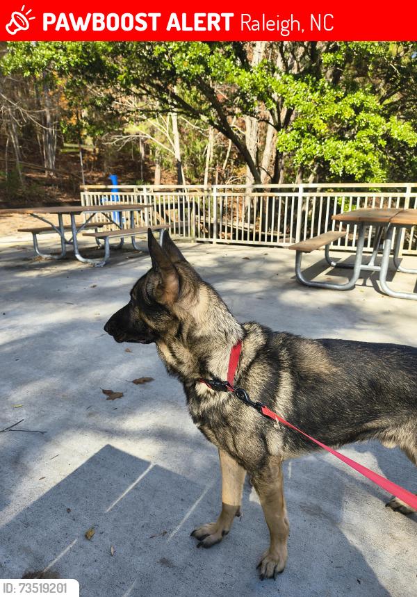 Lost Male Dog last seen Six forks road, Raleigh, NC 27601