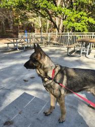 Lost Male Dog last seen Six forks road, Raleigh, NC 27601