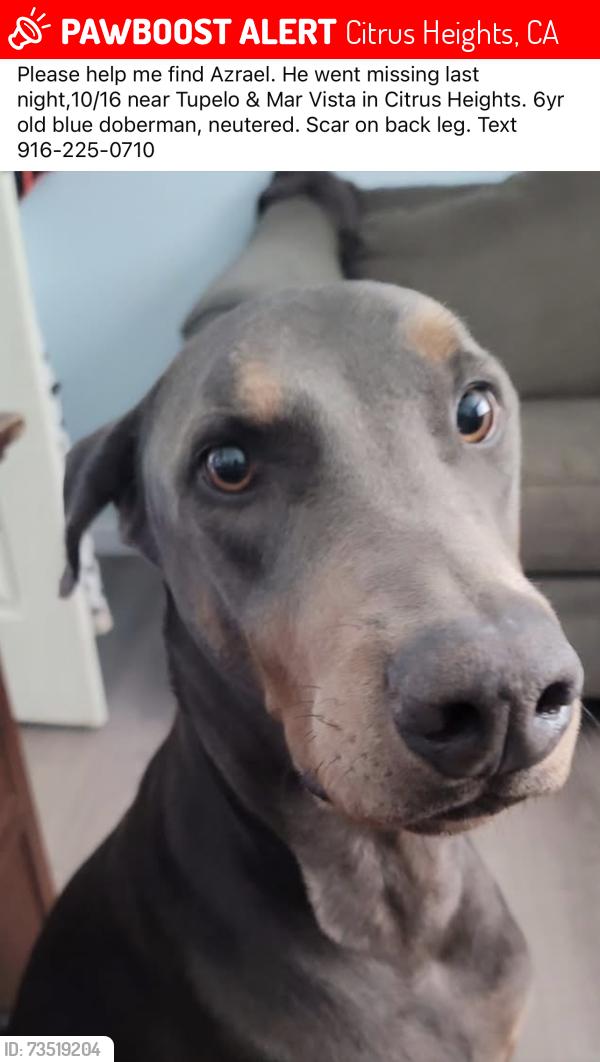 Lost Male Dog last seen Tupelo & Mar Vista, Citrus Heights, CA 95621