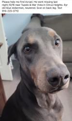 Lost Male Dog last seen Tupelo & Mar Vista, Citrus Heights, CA 95621