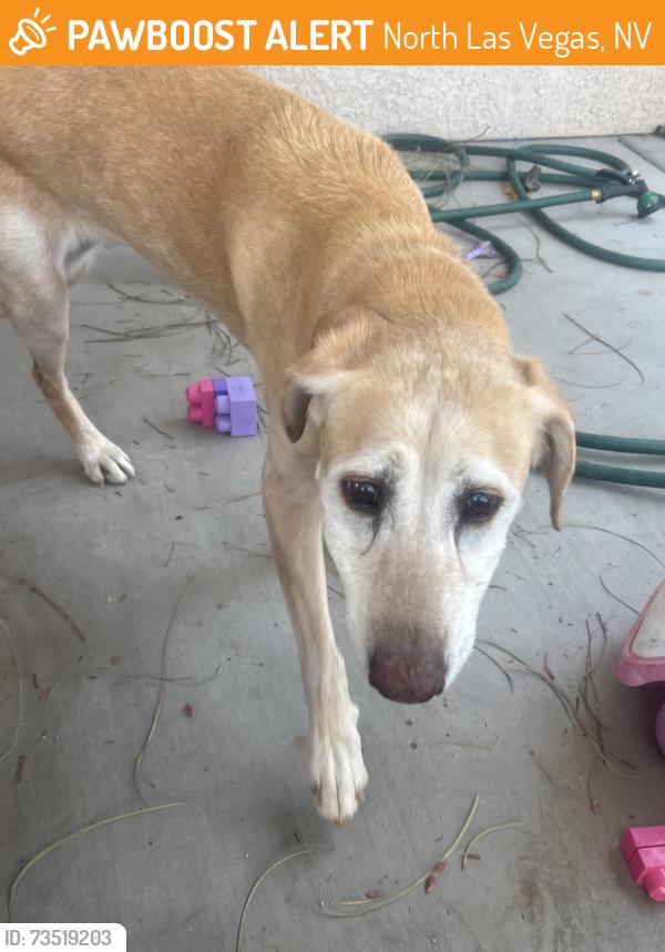 Found/Stray Female Dog last seen Near, North Las Vegas, NV 89081