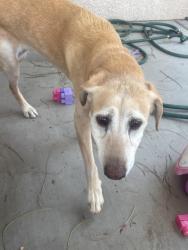 Found/Stray Female Dog last seen Near, North Las Vegas, NV 89081
