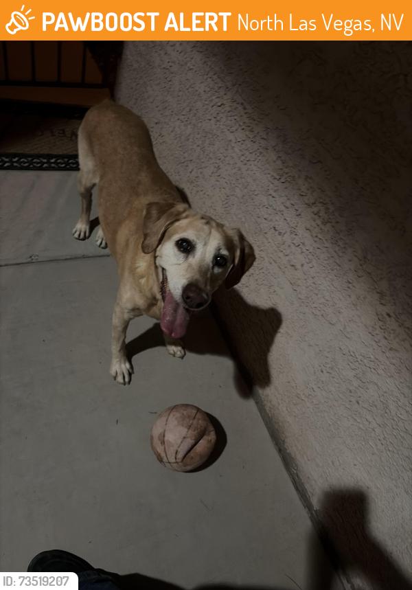 Found/Stray Female Dog last seen Remington grove, North Las Vegas, NV 89081