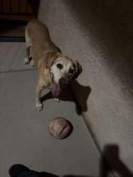 Found/Stray Female Dog last seen Remington grove, North Las Vegas, NV 89081