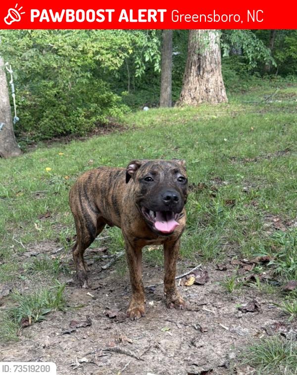 Lost Male Dog last seen Florida st, Greensboro, NC 27401