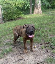 Lost Male Dog last seen Florida st, Greensboro, NC 27401