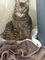 Lost Male Cat last seen Hampton way, prinston AVE, Kent, WA 98032