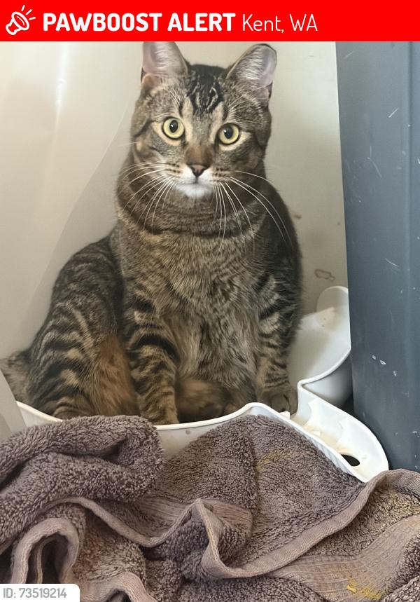 Lost Male Cat last seen Hampton way, prinston AVE, Kent, WA 98032