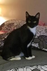 Reunited Male Cat last seen Fox Hall in Short Pump, Richmond, VA 23233