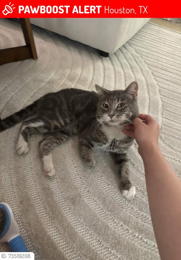 Lost Male Cat last seen Independence Heights/Garden Oaks, Houston, TX 77018