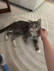 Lost Male Cat last seen Independence Heights/Garden Oaks, Houston, TX 77018