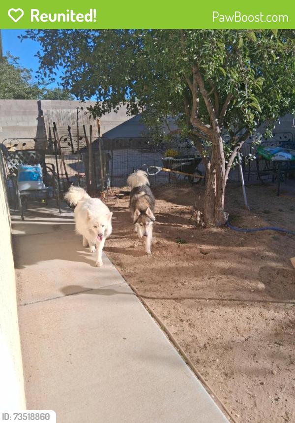 Reunited Unknown Dog last seen Southern, unser, Rio Rancho, NM 87124
