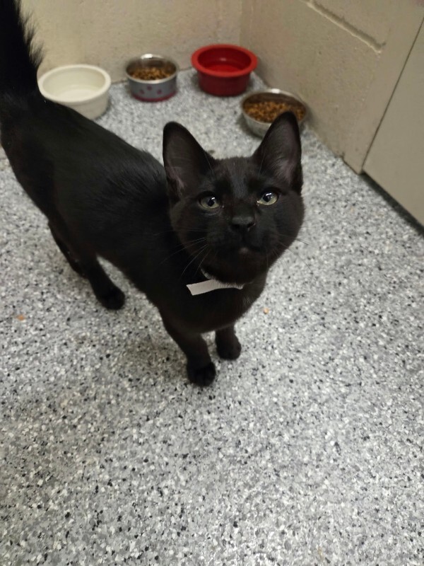 Shelter Stray Male Cat last seen Near Church St, Layton, UT 84041, USA, 1422 E 600 N, Fruit Heights, UT 84037, USA