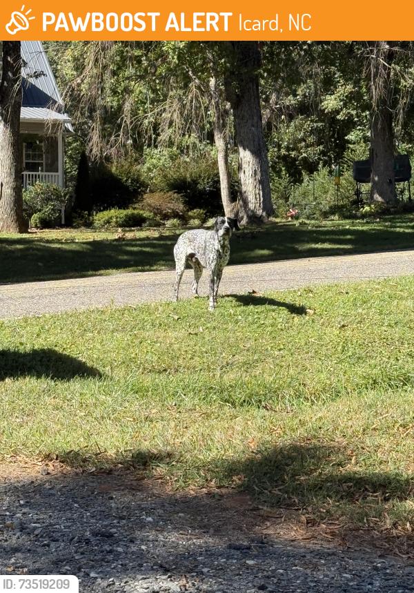 Found/Stray Male Dog last seen Icard Rhodhiss Rd, Icard, NC 28612