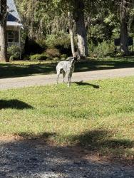 Found/Stray Male Dog last seen Icard Rhodhiss Rd, Icard, NC 28612