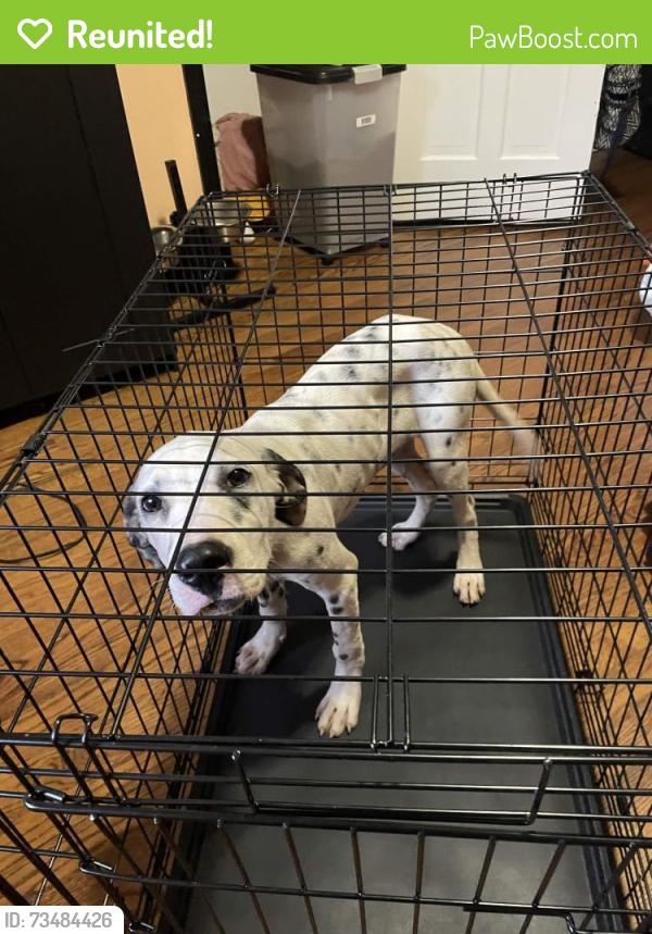Reunited Male Dog last seen Clemmonsville road, Winston-Salem, NC 27107