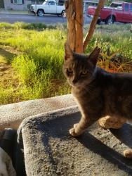 Lost Male Cat last seen 6th Ave and Dailey, Mesa, AZ 85204
