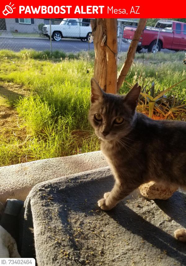 Lost Male Cat last seen 6th Ave and Dailey, Mesa, AZ 85204