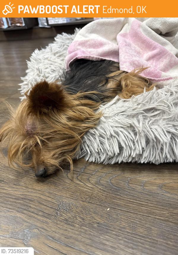 Found/Stray Male Dog last seen Kingston at 2nd and Bryant, Edmond, OK 73034