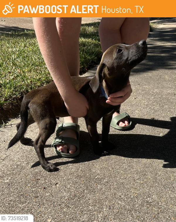 Found/Stray Male Dog last seen Firenza Dr & Rampart, Houston, TX 77035