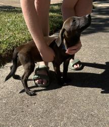 Found/Stray Male Dog last seen Firenza Dr & Rampart, Houston, TX 77035