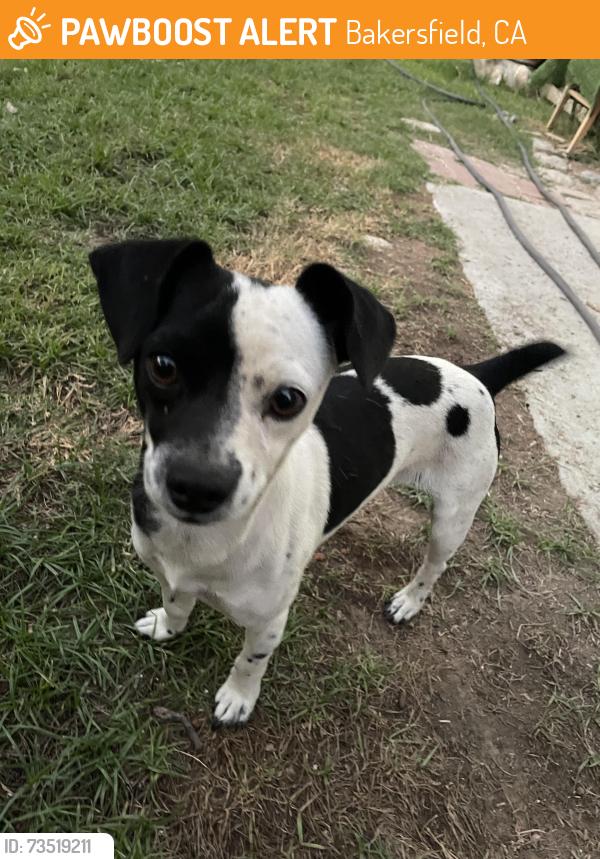 Found/Stray Male Dog last seen Panama lane and union, Bakersfield, CA 93307